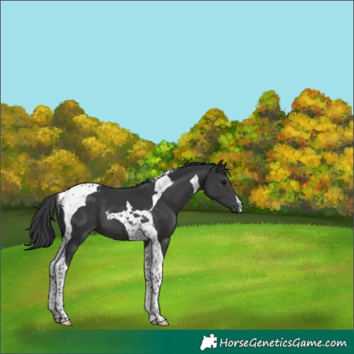 Horse Color:Black Tobiano 