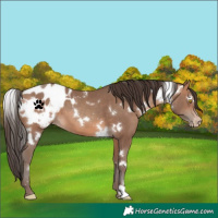 Horse Color:White Spotted Sable Champagne Blanket