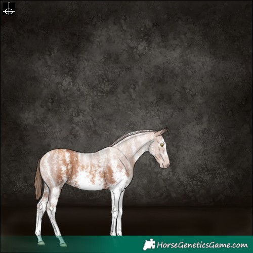 Horse Color:Powder White Gray White Spotted Gold Champagne 