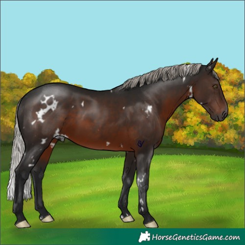 Horse Color:Gray White Spotted Silver Brown Rabicano 