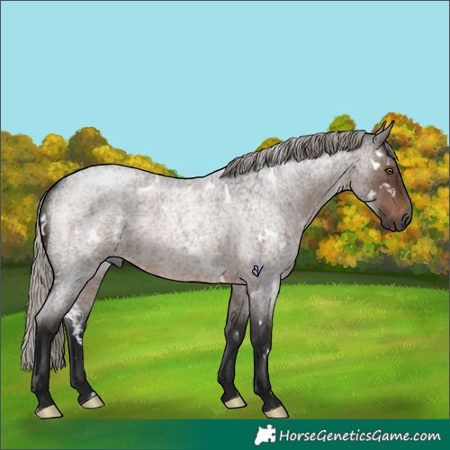 Horse Color:Gray White Spotted Silver Brown Roan Rabicano 