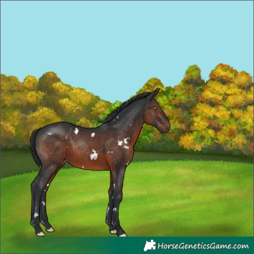Horse Color:White Spotted Brown Rabicano 