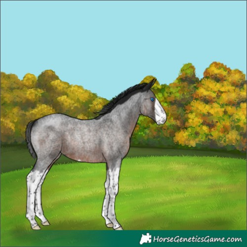 Horse Color:Gray Brown Roan Splash Rabicano 
