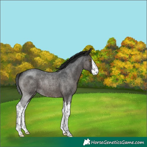 Horse Color:Gray Brown Roan Splash Rabicano 