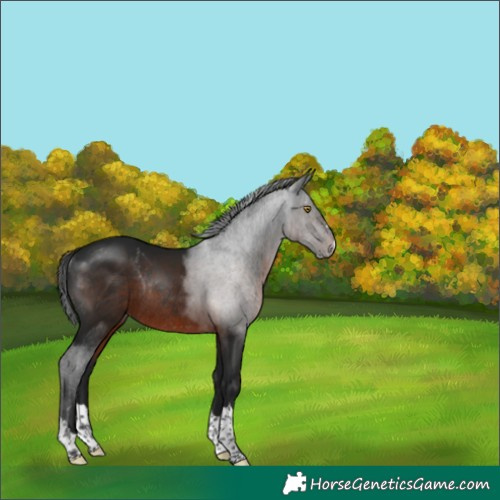Horse Color:Gray Brown Rabicano 
