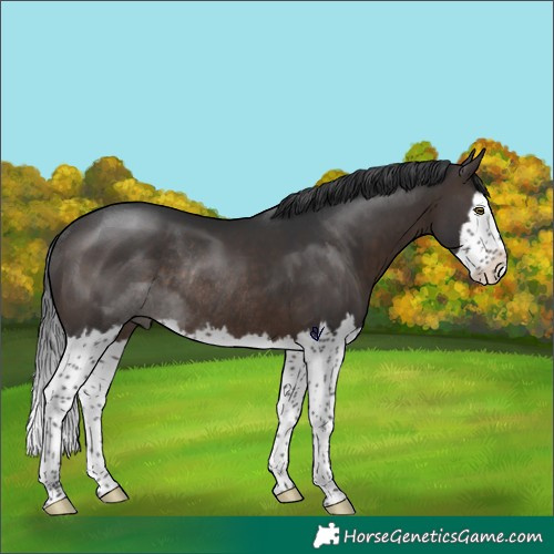 Horse Color:Brown Splash Rabicano 