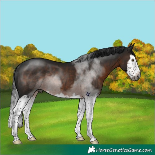 Horse Color:Gray Brown Splash Rabicano 