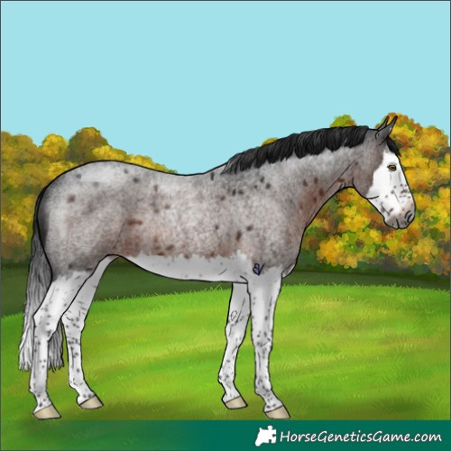 Horse Color:Gray Brown Roan Splash Rabicano 