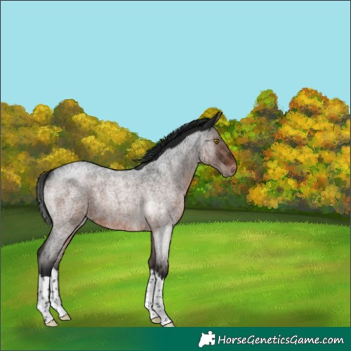 Horse Color:Gray Brown Roan Splash Rabicano 