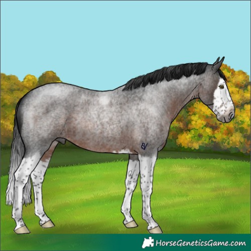 Horse Color:Gray Brown Roan Splash Rabicano 