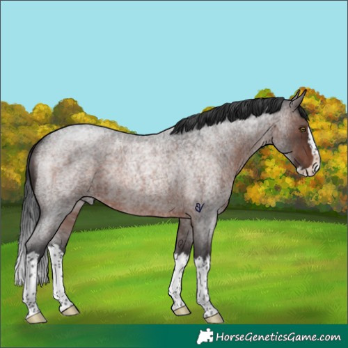 Horse Color:Brown Roan Splash Rabicano 