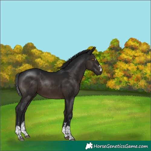 Horse Color:Gray Brown Rabicano 