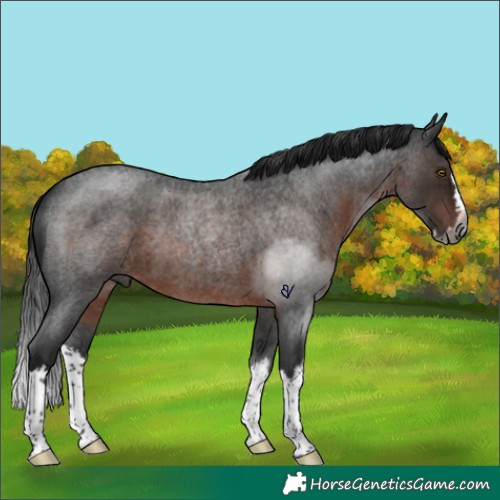 Horse Color:Gray Brown Roan Splash Rabicano 