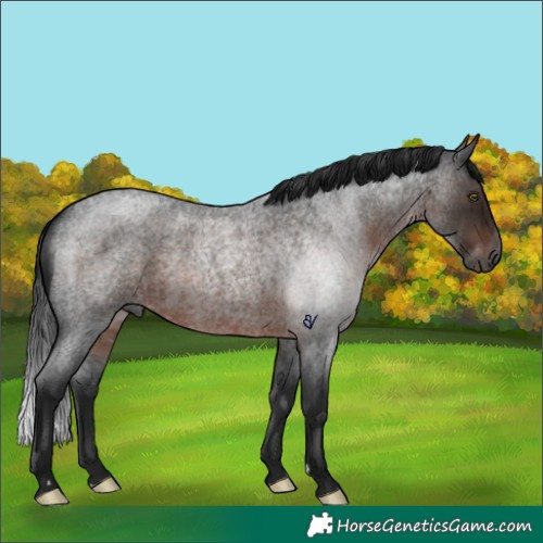 Horse Color:Gray Brown Roan Rabicano 