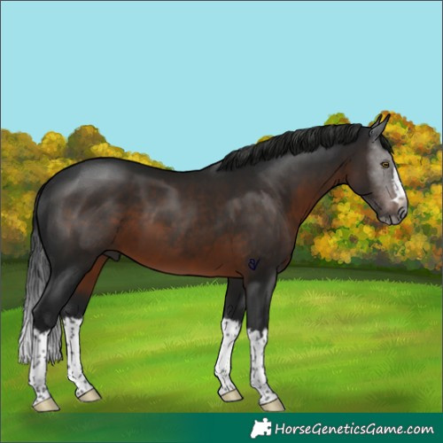 Horse Color:Gray Brown Splash Rabicano 
