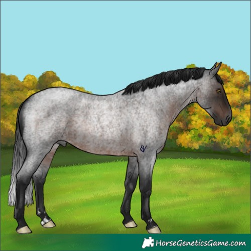 Horse Color:Gray Brown Roan Rabicano 