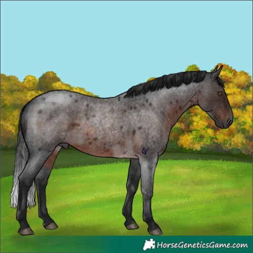 Horse Color:Gray Brown Roan Rabicano 