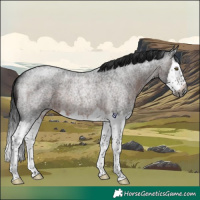 Horse Color:Gray Brown Roan Splash Rabicano 