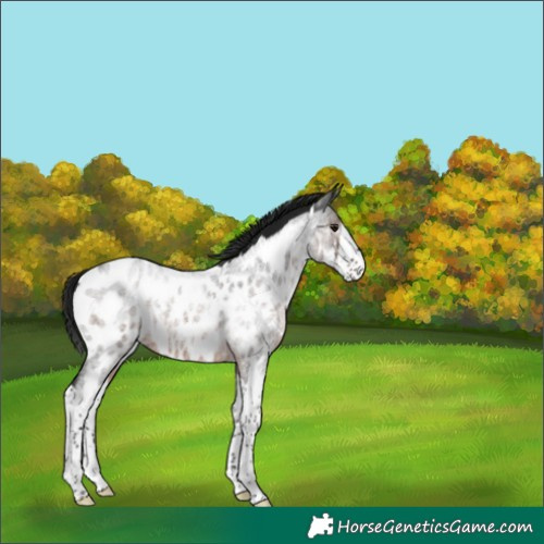 Horse Color:Gray White Spotted Brown Roan Splash Appaloosa Rabicano 