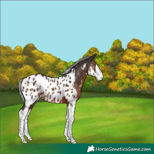 Horse Color:White Spotted Silver Brown Splash Appaloosa Rabicano 