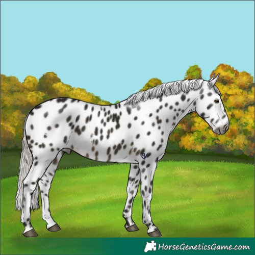 Horse Color:Gray White Spotted Silver Buckskin Appaloosa Rabicano 