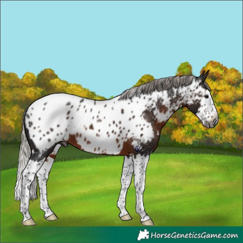 Horse Color:Gray White Spotted Silver Brown Splash Appaloosa Rabicano 