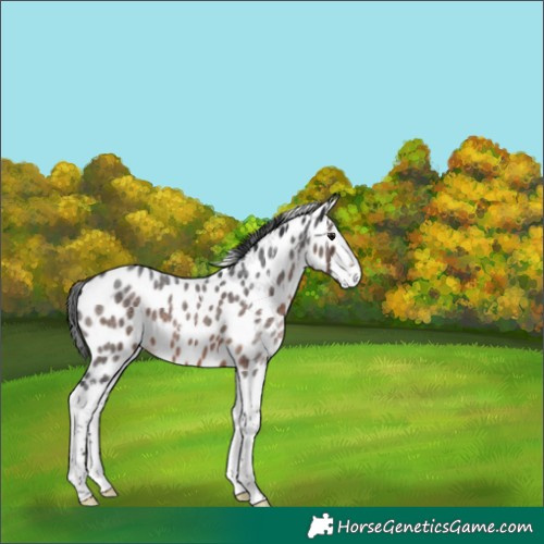 Horse Color:White Spotted Brown Roan Splash Appaloosa Rabicano 