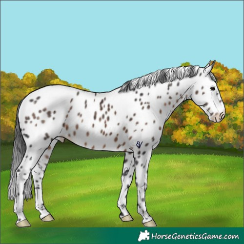 Horse Color:White Spotted Brown Appaloosa Rabicano 