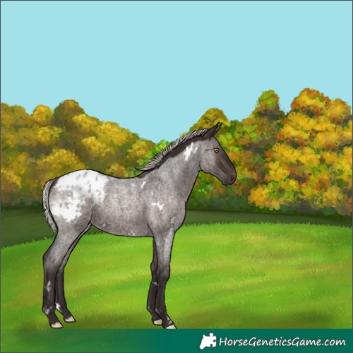Horse Color:White Spotted Silver Brown Roan Appaloosa Rabicano 
