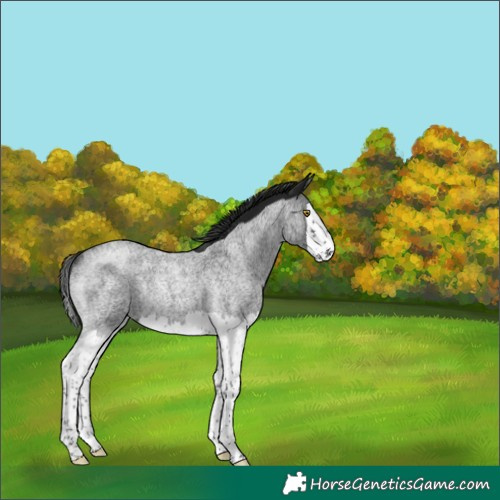 Horse Color:Gray Brown Roan Splash Rabicano 