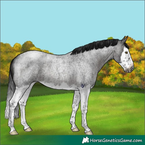 Horse Color:Gray Brown Roan Splash Rabicano 