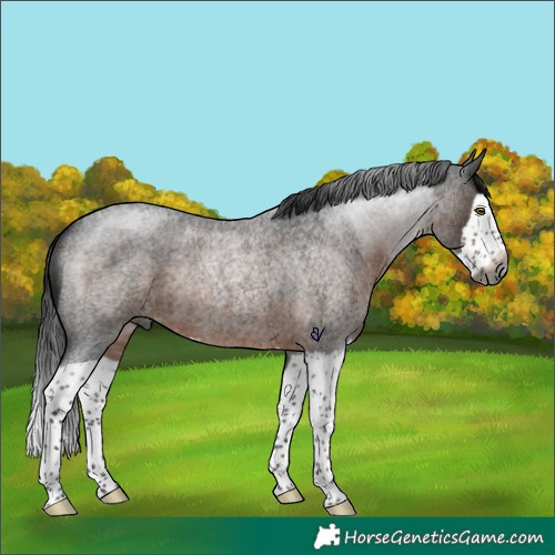 Horse Color:Gray Brown Roan Splash Rabicano 
