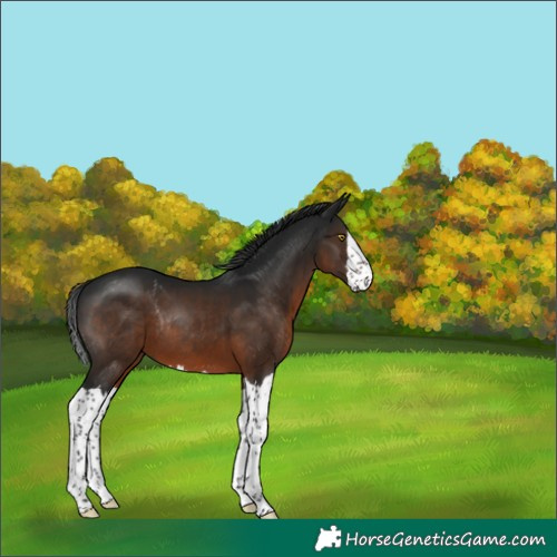 Horse Color:Gray Brown Splash Rabicano 