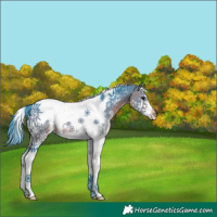 Horse Color:Watercolor Brown Sabino Splash Tobiano Appaloosa 