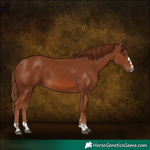 Horse Color:Chestnut 