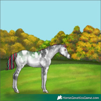 Horse Color:Gray Painted White Spotted Bay Chinchilla Onyx 