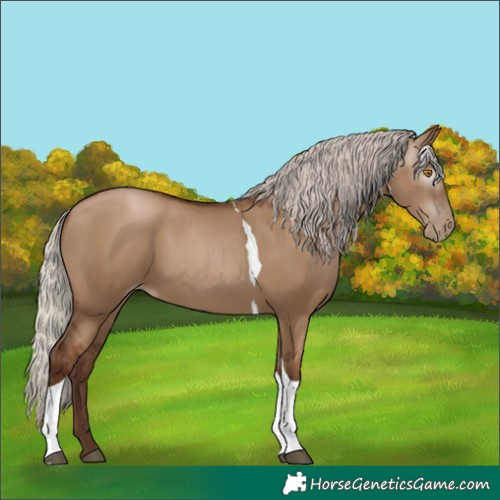 Horse Color:Gray Silver Grullo Pearl Tobiano