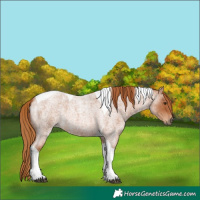 Horse Color:Red Roan Tobiano 