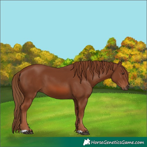 Horse Color:Chestnut 