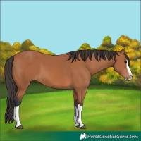 Horse Color:Bay Splash