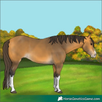 Horse Color:Buckskin Splash 
