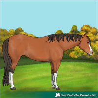 Horse Color:Bay Splash 