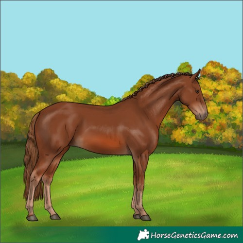 Horse Color:Chestnut 
