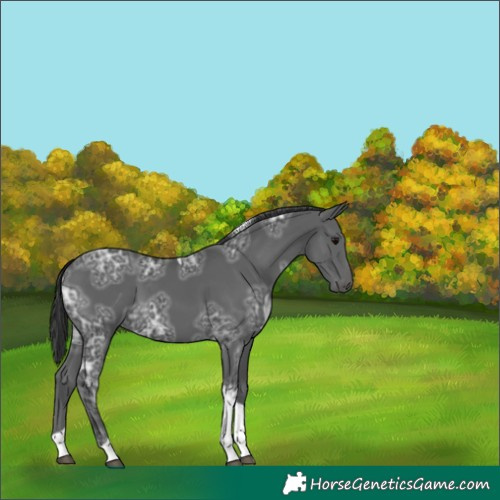 Horse Color:Black Ice Tobiano 