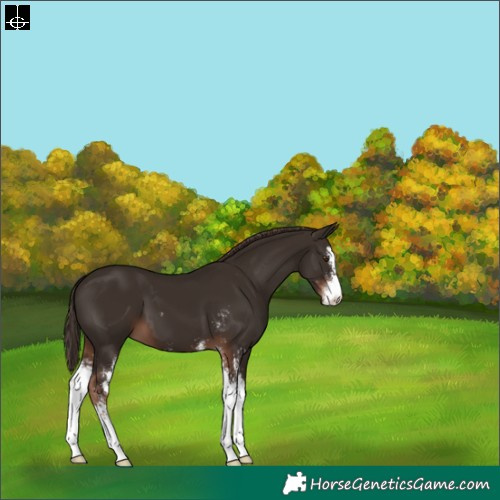 Horse Color:Liver Chestnut Sabino 