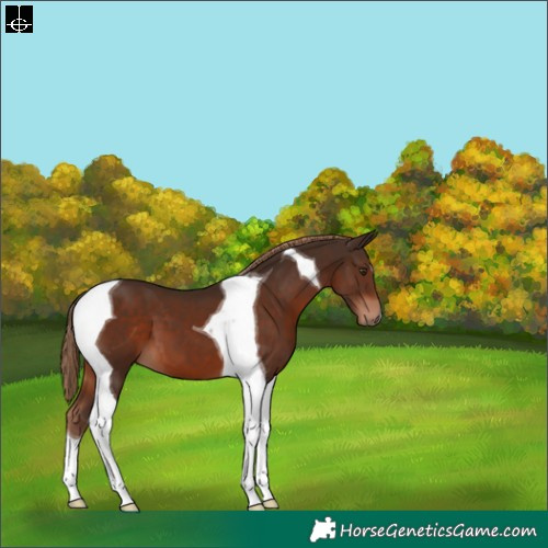 Horse Color:Liver Chestnut Tobiano 