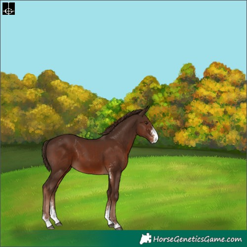 Horse Color:Liver Chestnut Sabino 