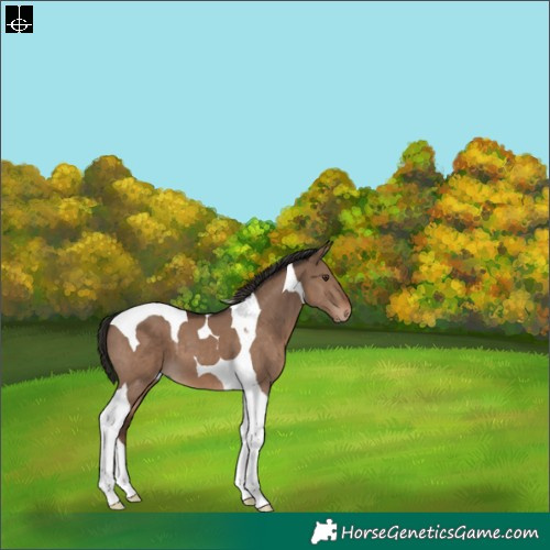 Horse Color:Liver Red Dun Tobiano 
