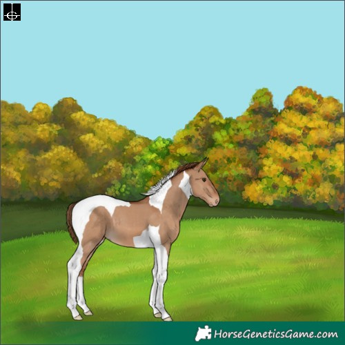 Horse Color:Red Dun Tobiano 