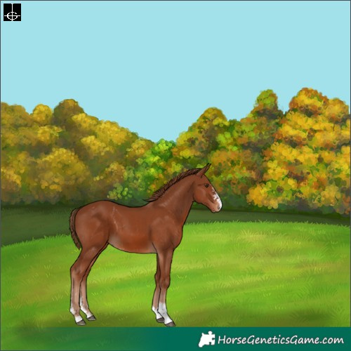 Horse Color:Chestnut Sabino 